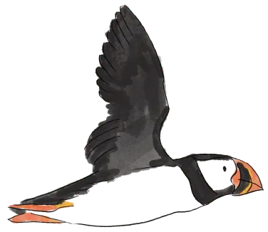 Puffin in flight illustration